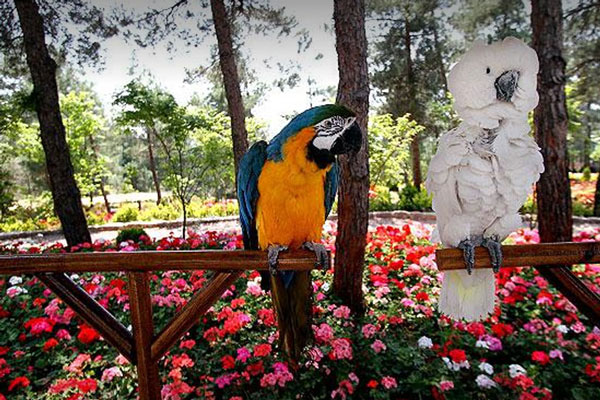 هتل های نزدیک به باغ پرندگان تهران