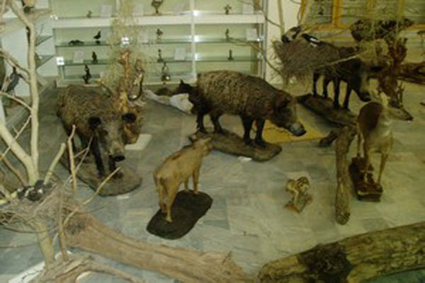 موزه ی جانور شناسی در رشت